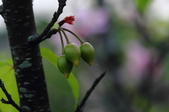 Enlarge photo 53