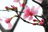 Enlarge photo 51