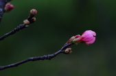Enlarge photo 49