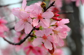 Enlarge photo 48