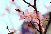 Enlarge photo 45