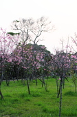 Enlarge photo 41