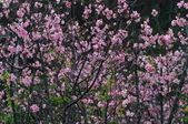 Enlarge photo 37