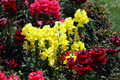 Enlarge photo 171