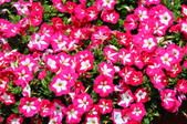 Enlarge photo 167