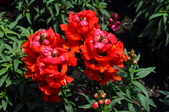 Enlarge photo 168