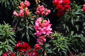 Enlarge photo 165