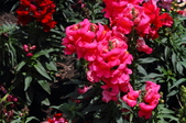 Enlarge photo 164