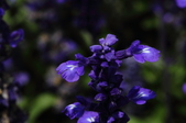 Enlarge photo 161