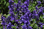 Enlarge photo 160