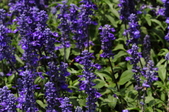 Enlarge photo 159