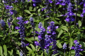Enlarge photo 157