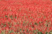 Enlarge photo 149