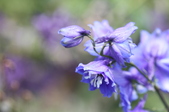 Enlarge photo 148
