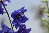 Enlarge photo 144
