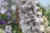 Enlarge photo 142