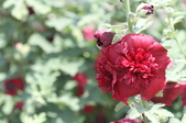 Enlarge photo 141