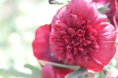 Enlarge photo 139