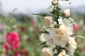 Enlarge photo 138