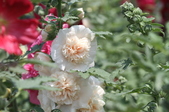 Enlarge photo 137