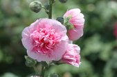 Enlarge photo 136