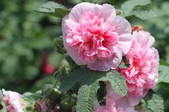 Enlarge photo 135