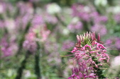 Enlarge photo 132