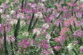 Enlarge photo 131
