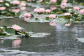 Enlarge photo 129