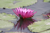 Enlarge photo 127