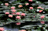 Enlarge photo 119