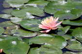 Enlarge photo 117