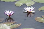 Enlarge photo 116