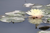 Enlarge photo 111
