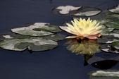 Enlarge photo 110