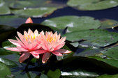Enlarge photo 109
