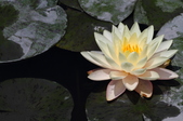 Enlarge photo 104