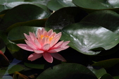 Enlarge photo 103