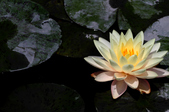 Enlarge photo 102