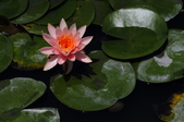 Enlarge photo 99