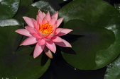 Enlarge photo 98