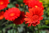 Enlarge photo 96