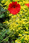 Enlarge photo 93