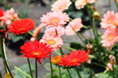 Enlarge photo 92