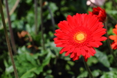 Enlarge photo 91
