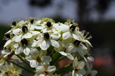 Enlarge photo 85