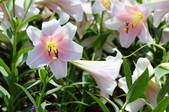 Enlarge photo 84