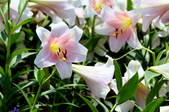 Enlarge photo 83