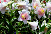 Enlarge photo 82