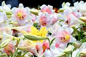 Enlarge photo 81
